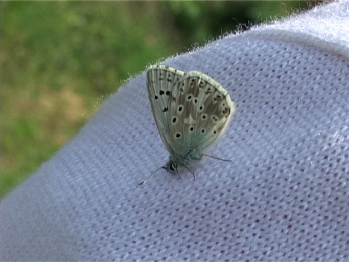 Silbergrüner Bläuling ( Polyommatus coridon ), Männchen : Kaiserstuhl, 28.08.2005